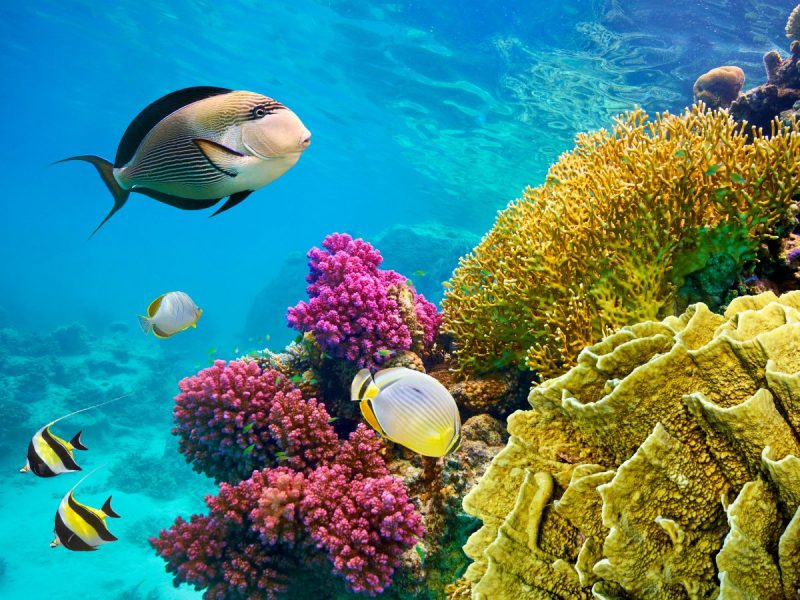 Sharm El-Sheikh – Albatros Palace