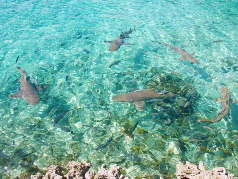 NEW YORK, CASCATE E BAHAMAS