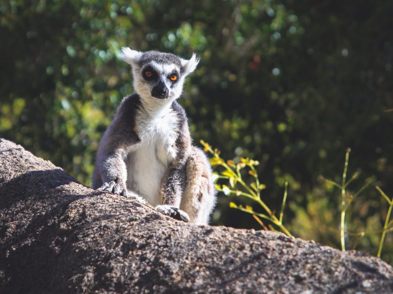MADAGASCAR E MAURITIUS